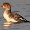 Red-breasted Merganser